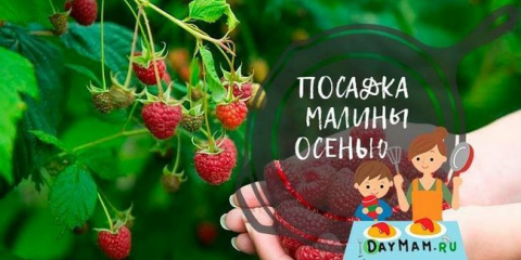 Jak zasadit maliny na podzim - krok za krokem návod pro správné přistání malin